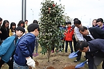 '광양항 꿈나무' 심기에서 청소년들과 공사직원들이 함께 동백나무를 심는 모습